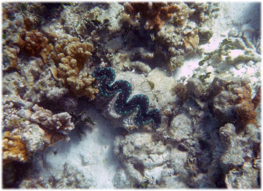 Great Barrier Reef, Australia