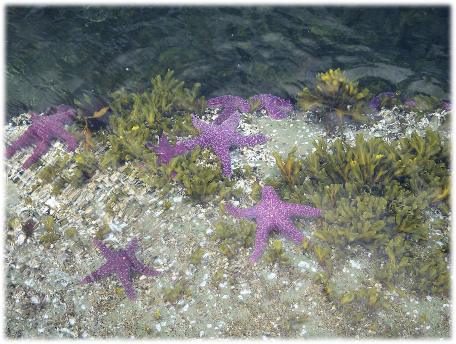 Salish Sea, Vancouver Island, Canada